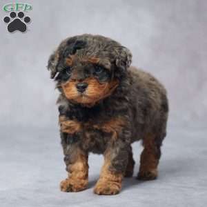Stacy, Miniature Poodle Puppy